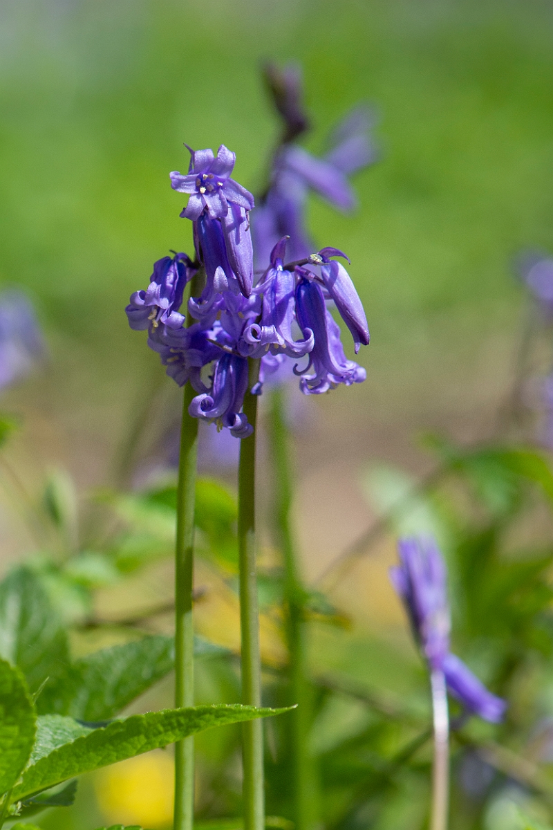 David Plant Photography - Wildlife Photography - Bluebell - F.JPG - Bluebell flowers - Cambridgeshire