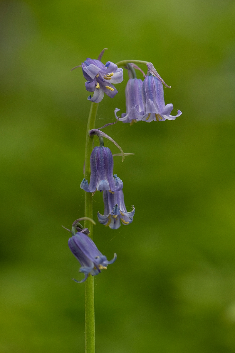 David Plant Photography - Wildlife Photography - Bluebell - G.JPG - Bluebell - Kent