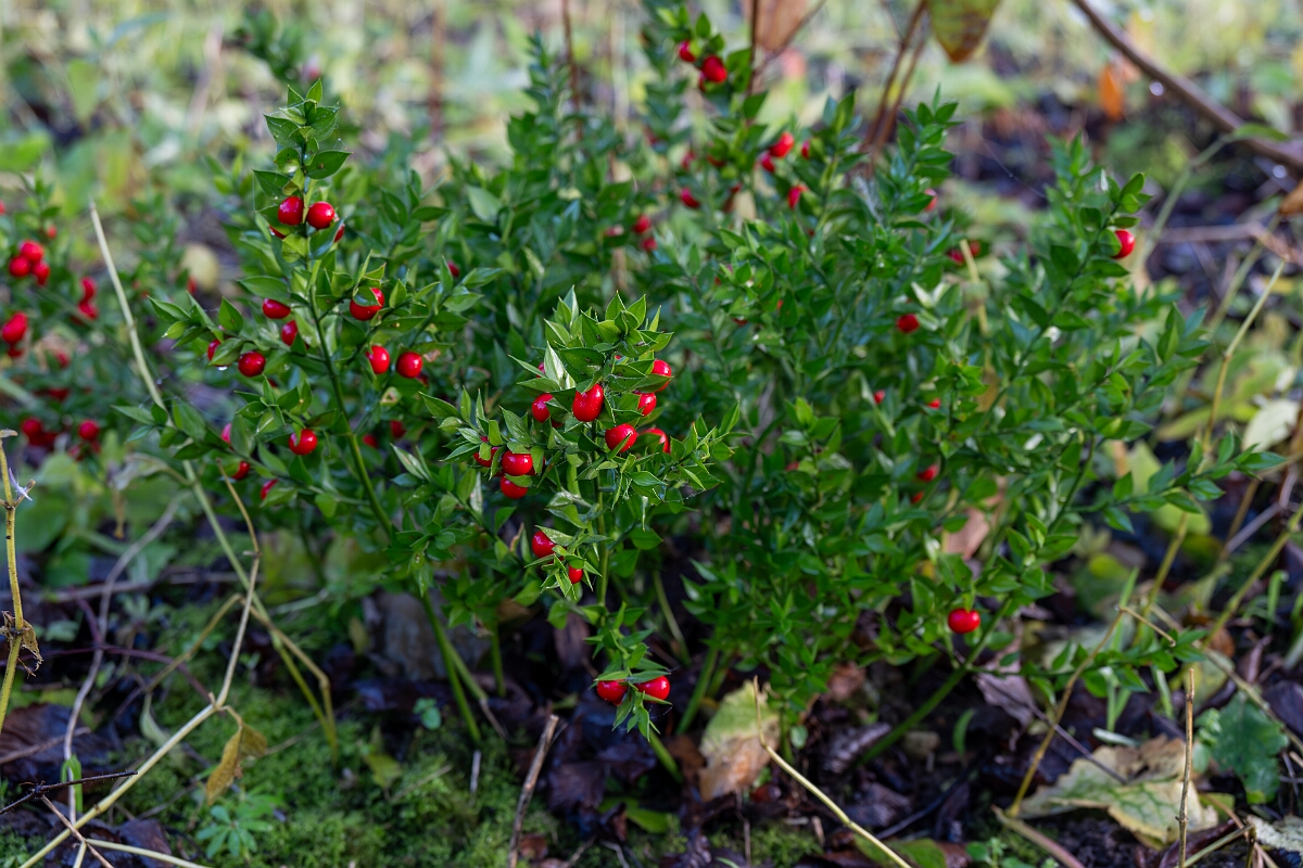David Plant Photography - Wildlife Photography - Butcher's broom - B.jpg - Butchers broom - Cotswolds