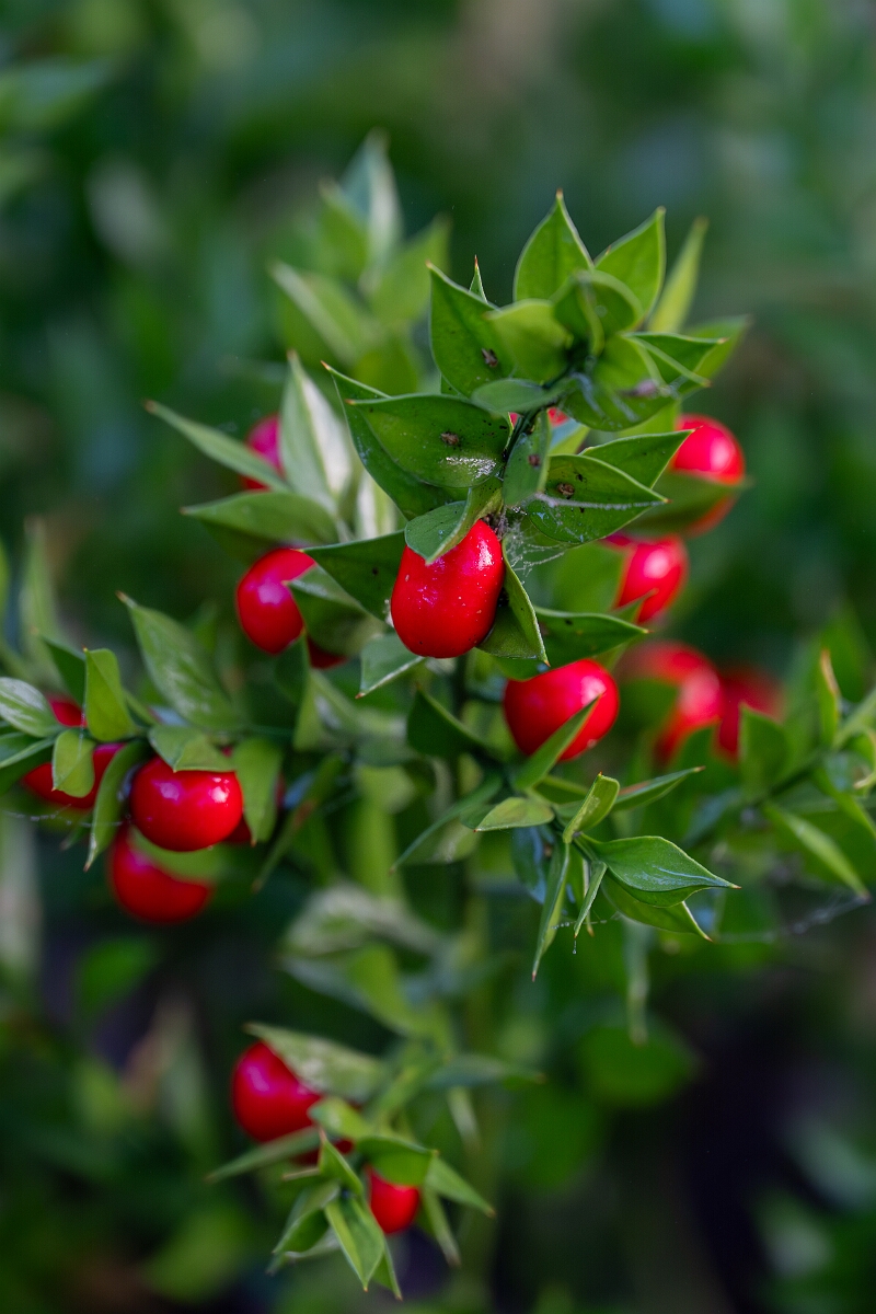 David Plant Photography - Wildlife Photography - Butcher's broom - C.jpg - Butchers broom - Cotswolds