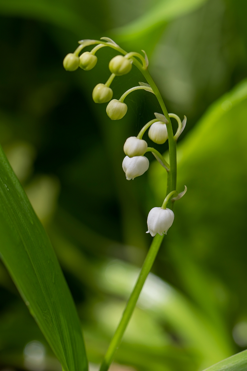 David Plant Photography - Wildlife Photography - Lily-of-the-valley - A.JPG - Lily-of-the-valley - Cotswolds