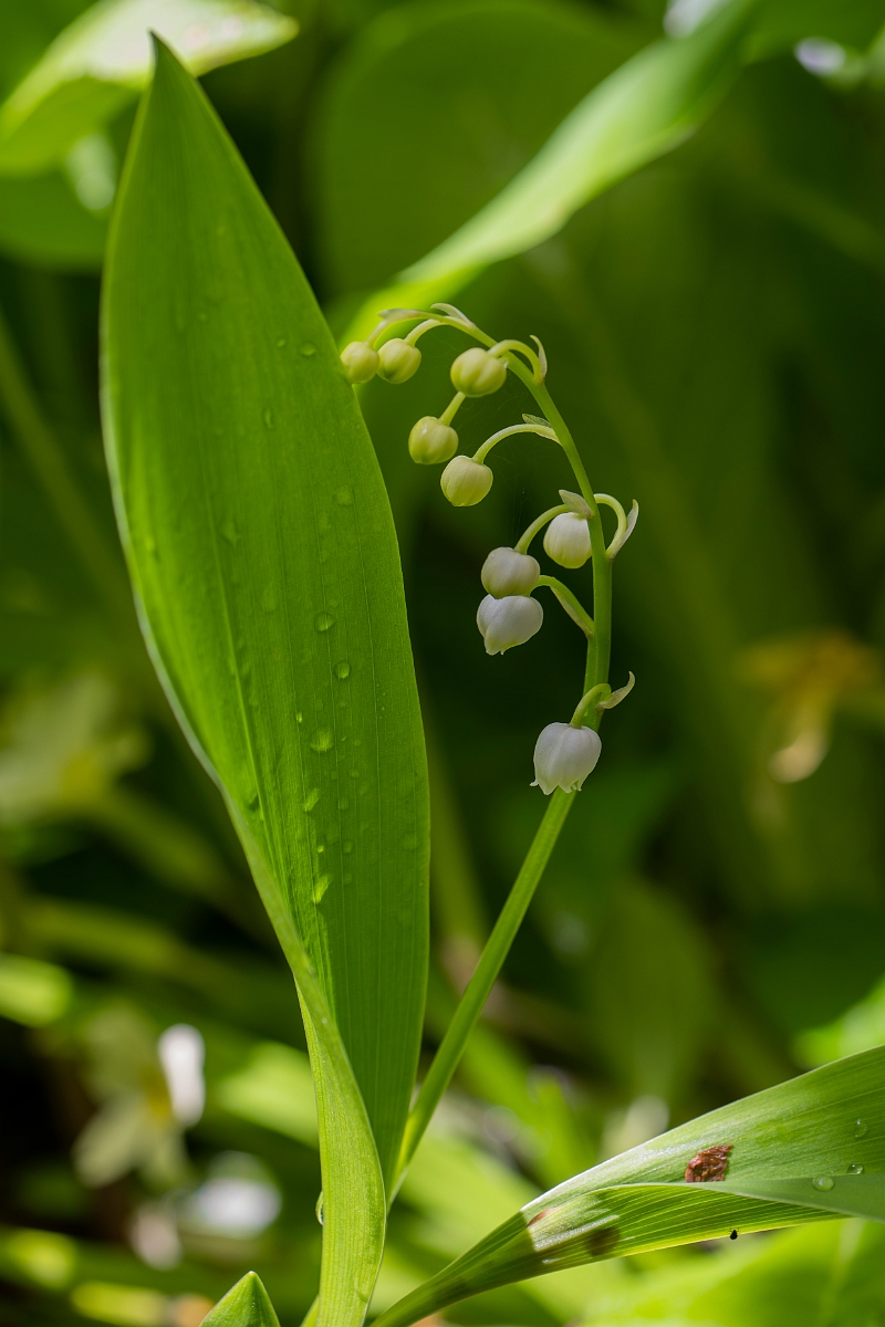 David Plant Photography - Wildlife Photography - Lily-of-the-valley - B.JPG - Lily-of-the-valley - Cotswolds