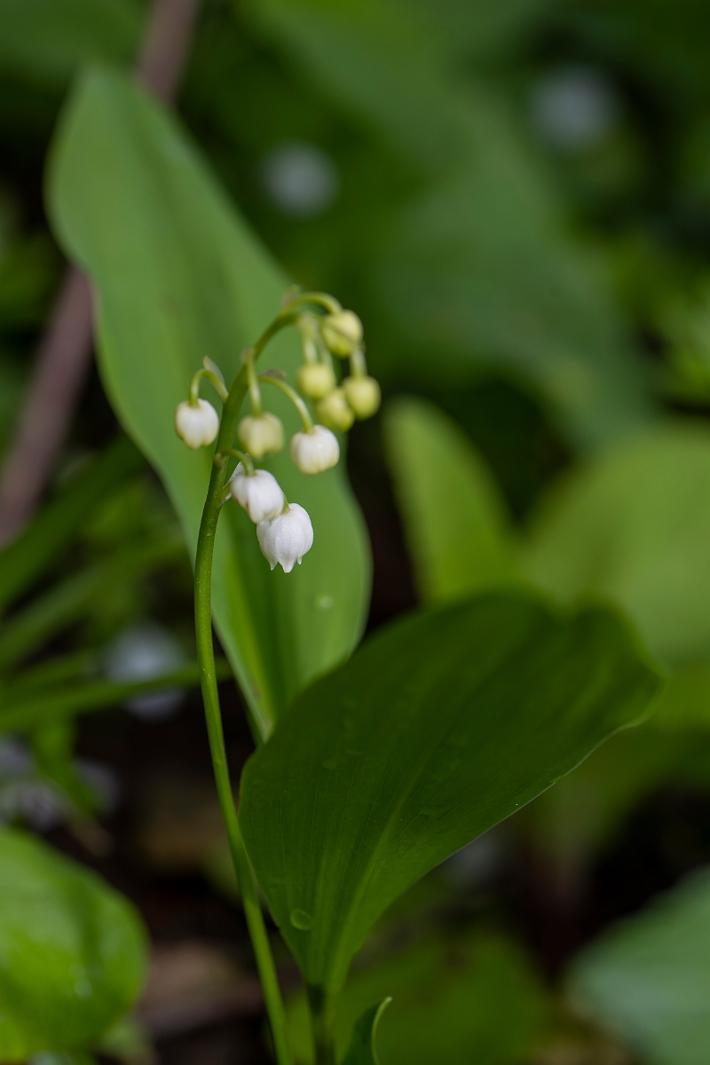 David Plant Photography - Wildlife Photography - Lily-of-the-valley - C.JPG - Lily-of-the-valley - Cotswolds