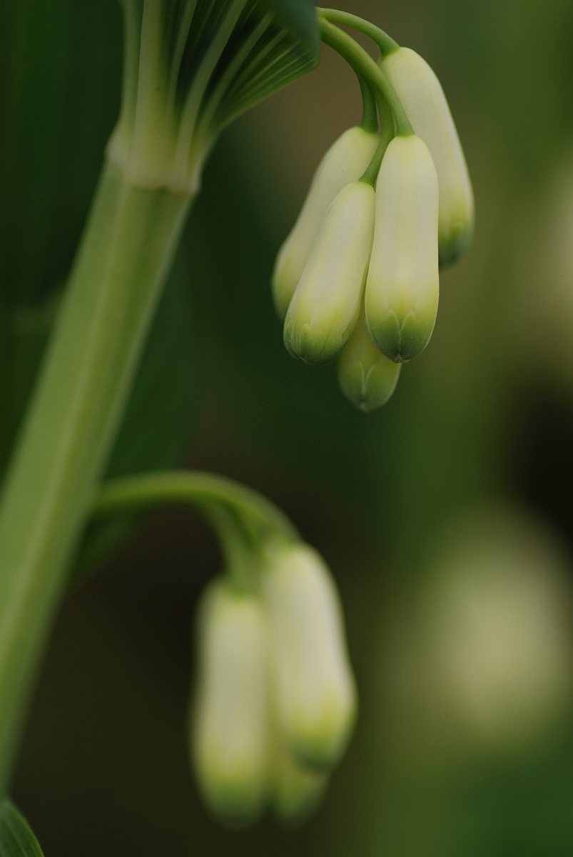 David Plant Photography - Wildlife Photography - Solomon's seal - A.jpg - Garden solomon's seal - Cotswolds