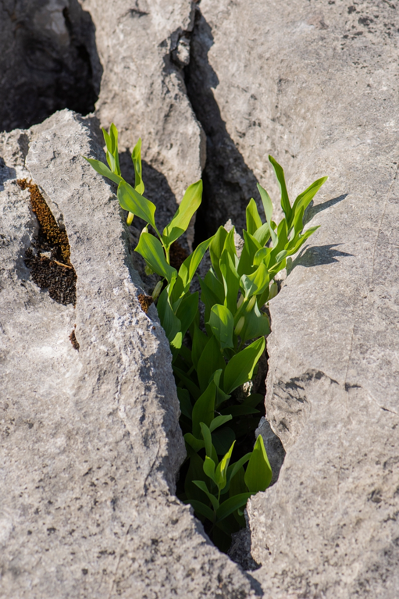 David Plant Photography - Wildlife Photography - Solomon's seal - E.JPG - Solomon's seal - Lancashire