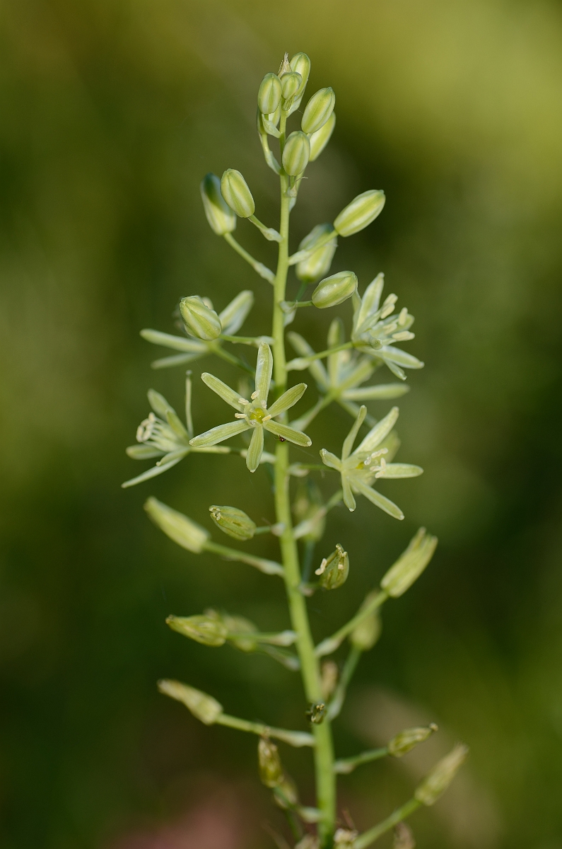 David Plant Photography - Wildlife Photography - Spiked star-of-Bethlehem - B.jpg - Spiked star of Bethlehem - Bedfordshire