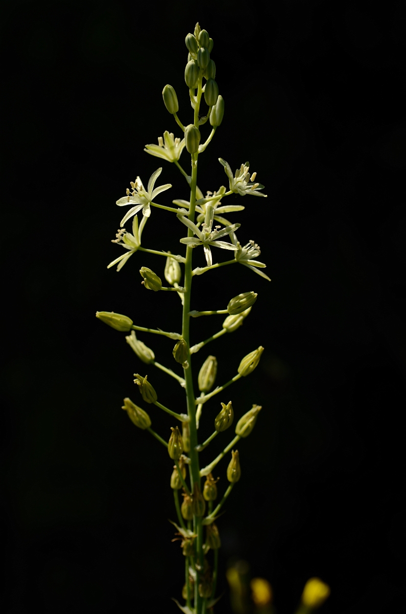 David Plant Photography - Wildlife Photography - Spiked star-of-Bethlehem - C.jpg - Spiked star of Bethlehem - Bedfordshire