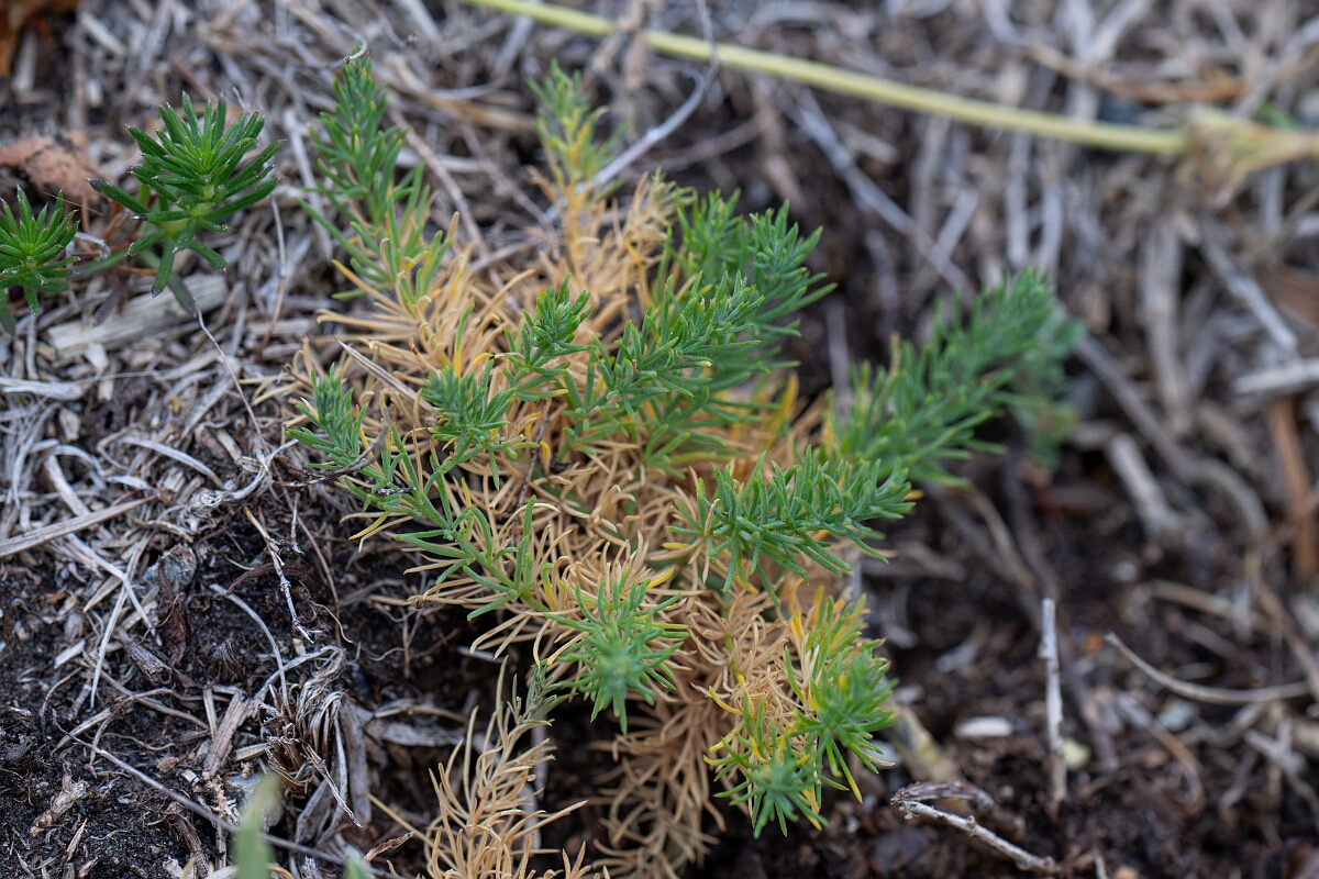 David Plant Photography - Wildlife Photography - Wild asparagus - A.jpg - Wild asparagus - Cornwall