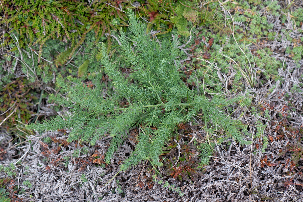David Plant Photography - Wildlife Photography - Wild asparagus - E.jpg - Wild asparagus - Cornwall