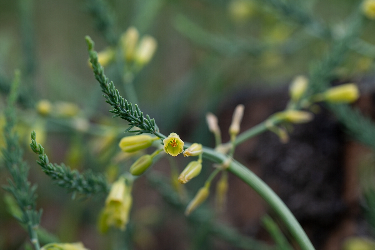 David Plant Photography - Wildlife Photography - Wild asparagus - F.jpg - Wild asparagus - Cornwall