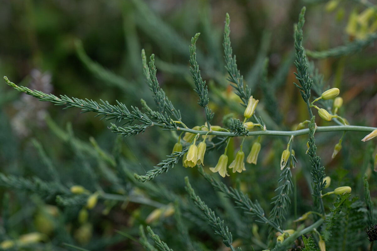David Plant Photography - Wildlife Photography - Wild asparagus - G.jpg - Wild asparagus - Cornwall