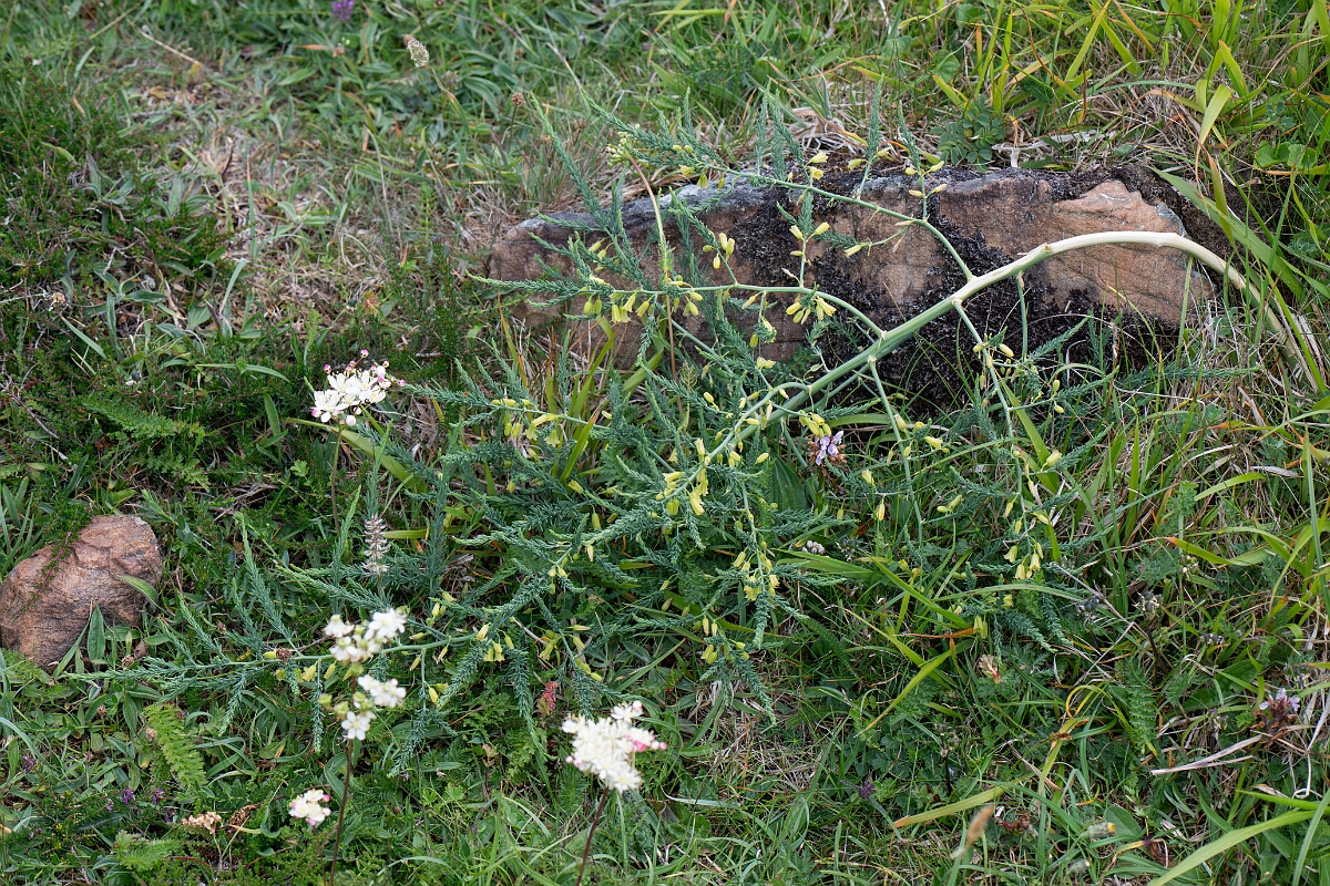 David Plant Photography - Wildlife Photography - Wild asparagus - I.jpg - Wild asparagus - Cornwall