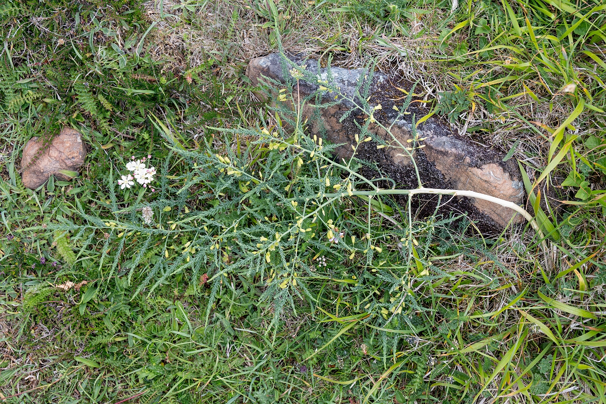 David Plant Photography - Wildlife Photography - Wild asparagus - K.jpg - Wild asparagus - Cornwall