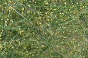 David Plant Photography - Wildlife Photography - Asparagus - B