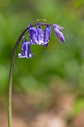 David Plant Photography - Wildlife Photography - Bluebell - B