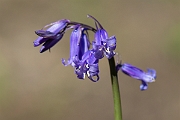 David Plant Photography - Wildlife Photography - Bluebell - D
