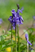 David Plant Photography - Wildlife Photography - Bluebell - F