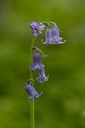 David Plant Photography - Wildlife Photography - Bluebell - G