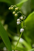 David Plant Photography - Wildlife Photography - Lily-of-the-valley - A