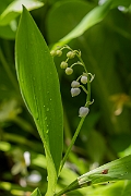 David Plant Photography - Wildlife Photography - Lily-of-the-valley - B