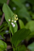 David Plant Photography - Wildlife Photography - Lily-of-the-valley - C