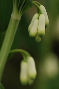 David Plant Photography - Wildlife Photography - Solomon's seal - A