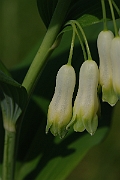 David Plant Photography - Wildlife Photography - Solomon's seal - B