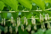 David Plant Photography - Wildlife Photography - Solomon's seal - C