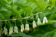 David Plant Photography - Wildlife Photography - Solomon's seal - D