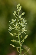 David Plant Photography - Wildlife Photography - Spiked star-of-Bethlehem - B