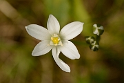 David Plant Photography - Wildlife Photography - Star-of-Bethlehem - A