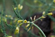 David Plant Photography - Wildlife Photography - Wild asparagus - F