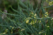 David Plant Photography - Wildlife Photography - Wild asparagus - G