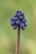 David Plant Photography - Wildlife Photography - Wild grape-hyacinth - B