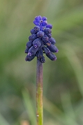 David Plant Photography - Wildlife Photography - Wild grape-hyacinth - C