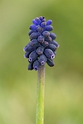David Plant Photography - Wildlife Photography - Wild grape-hyacinth - D