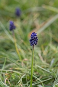 David Plant Photography - Wildlife Photography - Wild grape-hyacinth - E