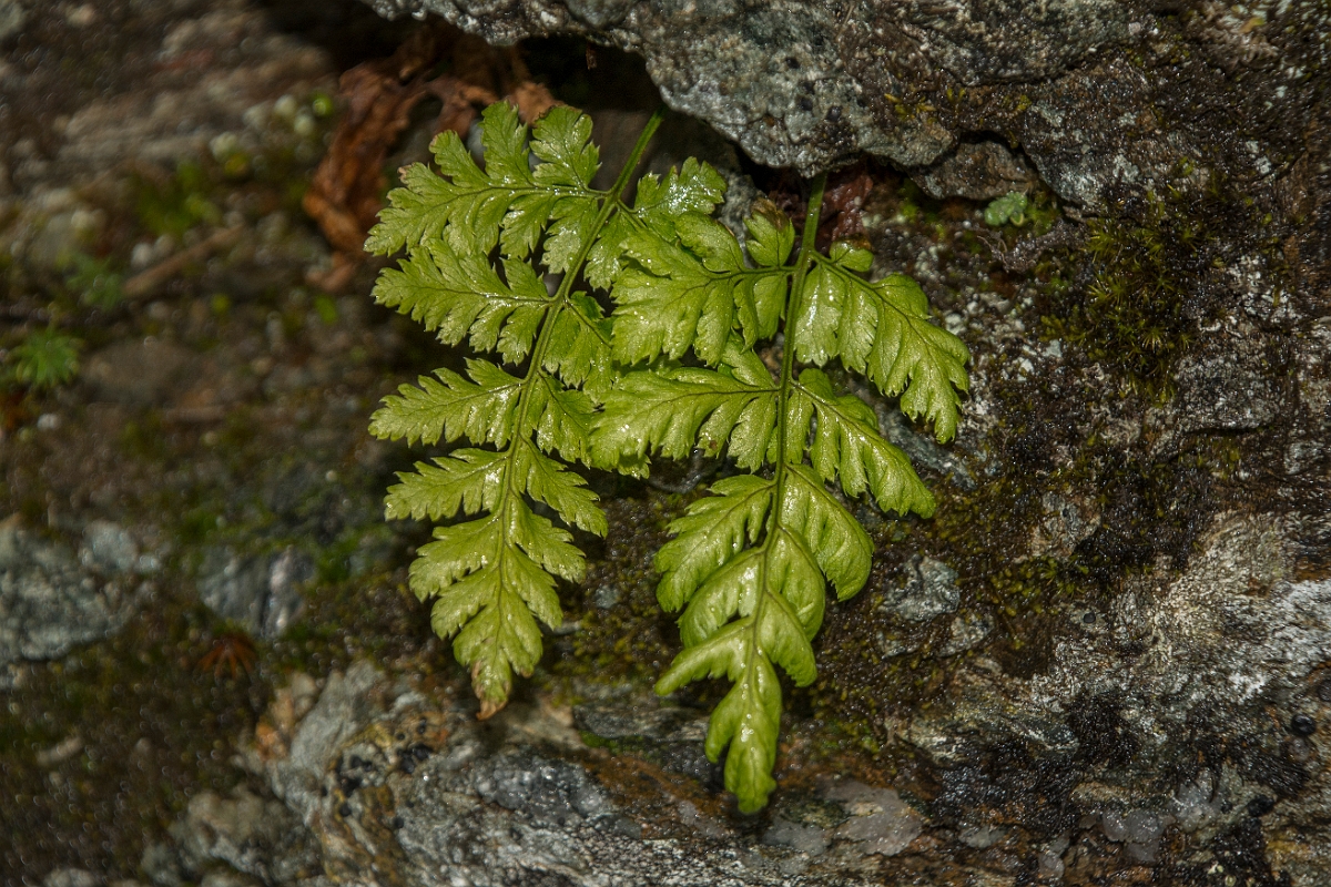 David Plant Photography - Wildlife Photography - Black spleenwort - D.jpg - Black spleenwort - Perthshire
