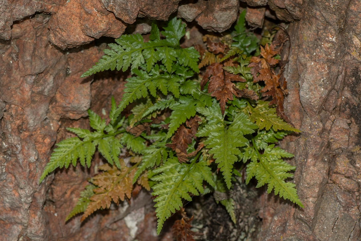 David Plant Photography - Wildlife Photography - Black spleenwort - E.jpg - Black spleenwort - Sutherland