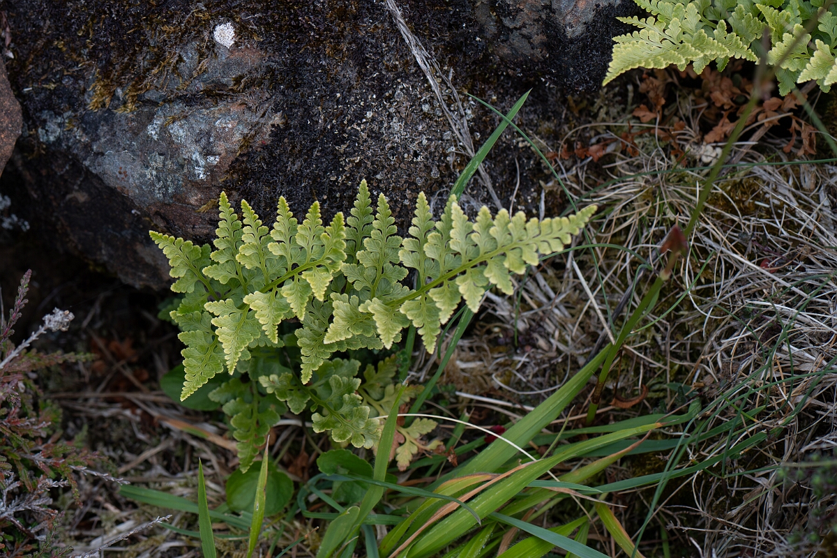 David Plant Photography - Wildlife Photography - Black spleenwort - G.jpg - Black spleenwort - Cornwall
