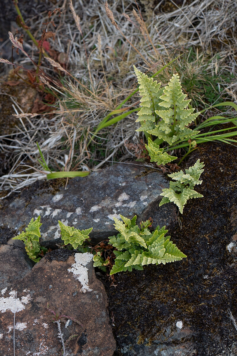 David Plant Photography - Wildlife Photography - Black spleenwort - H.jpg - Black spleenwort - Cornwall