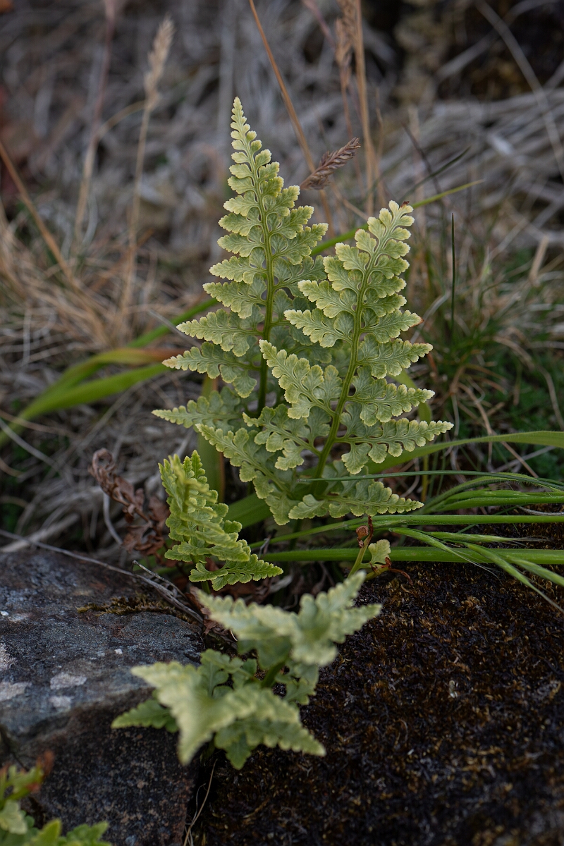 David Plant Photography - Wildlife Photography - Black spleenwort - I.jpg - Black spleenwort - Cornwall