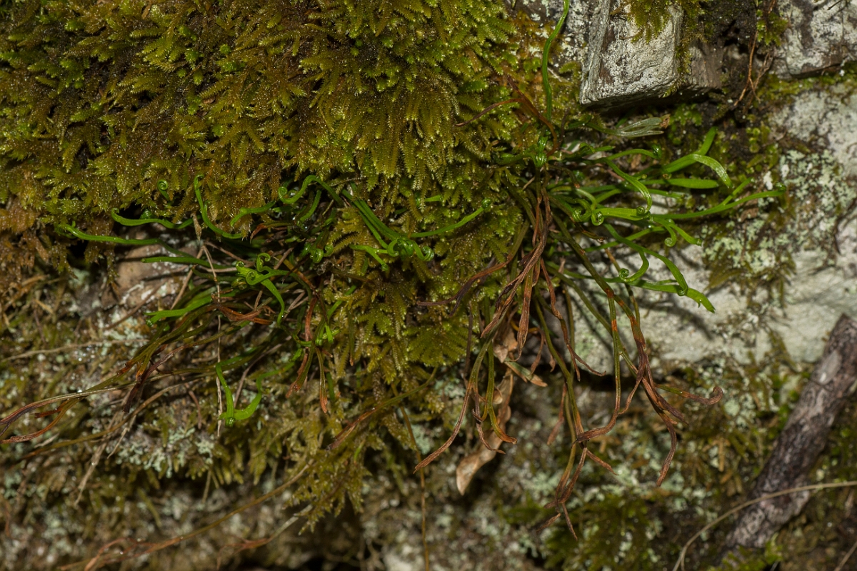 David Plant Photography - Wildlife Photography - Forked spleenwort - B.jpg - Forked spleenwort - Perthshire
