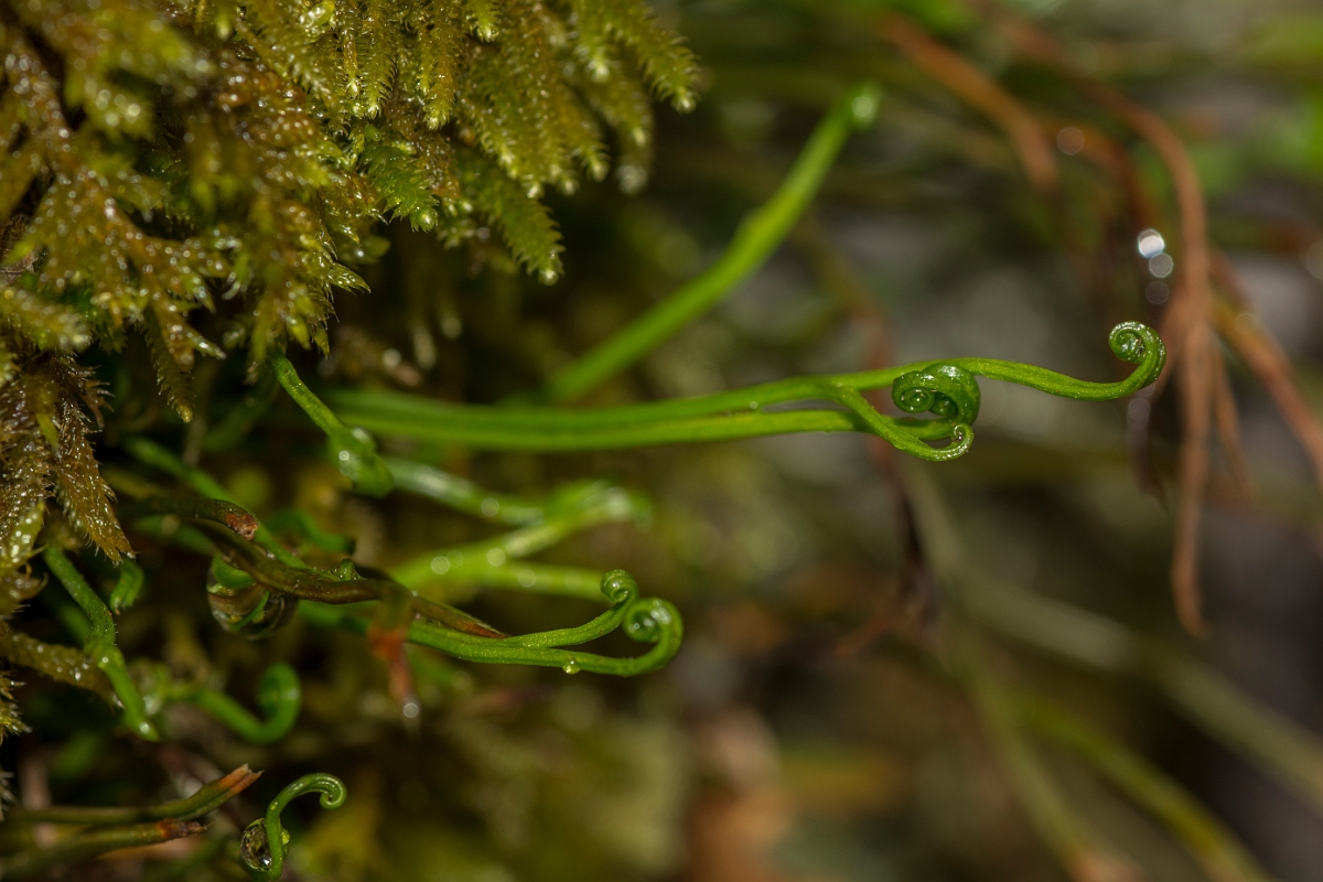 David Plant Photography - Wildlife Photography - Forked spleenwort - C.jpg - Forked spleenwort - Perthshire