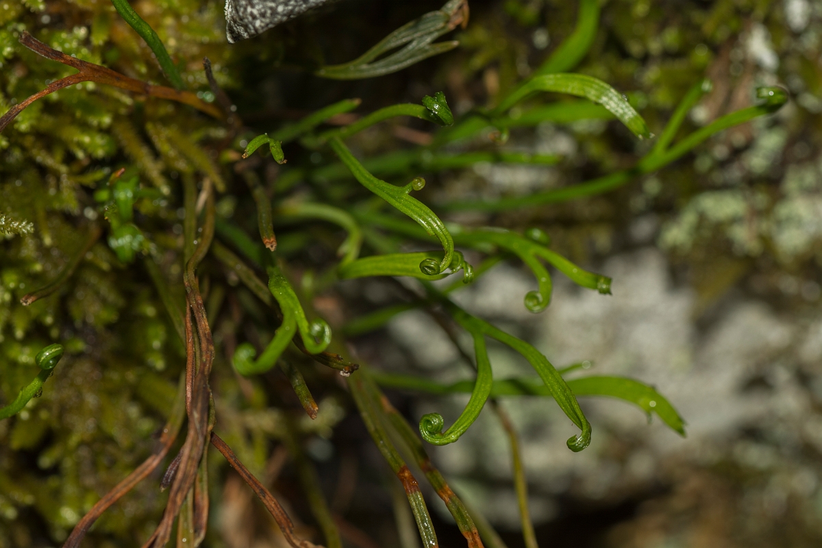 David Plant Photography - Wildlife Photography - Forked spleenwort - D.jpg - Forked spleenwort - Perthshire