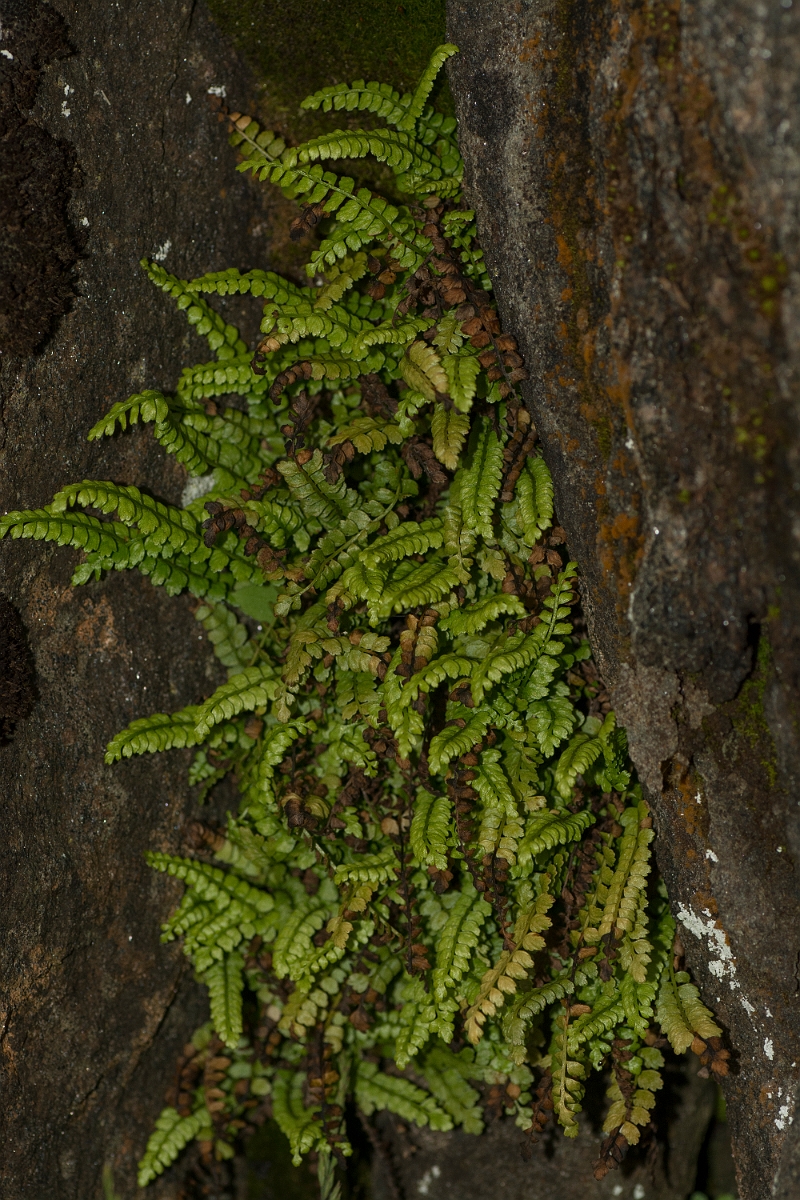 David Plant Photography - Wildlife Photography - Green spleenwort - A.jpg - Green spleenwort - Perthshire