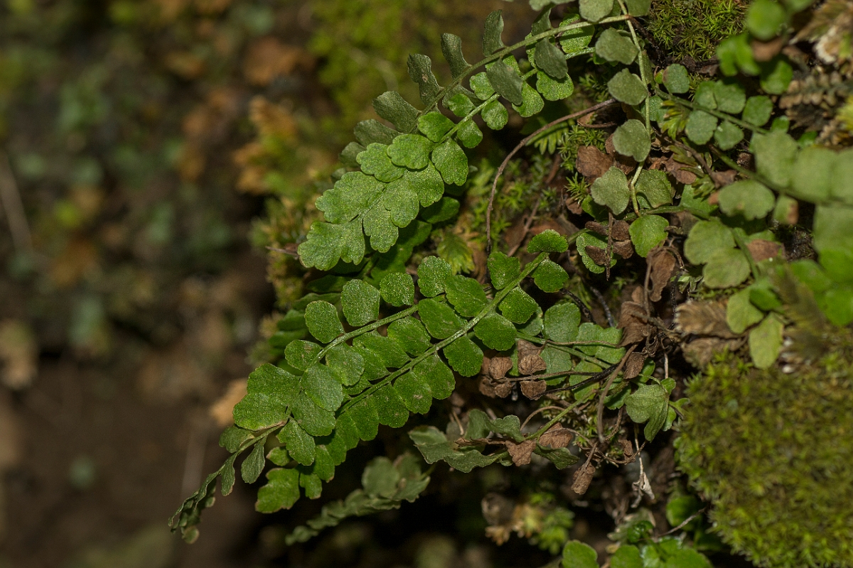 David Plant Photography - Wildlife Photography - Green spleenwort - C.jpg - Green spleenwort - County Durham