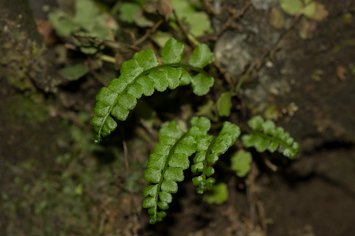 David Plant Photography - Wildlife Photography - Green spleenwort - D.jpg - Green spleenwort - County Durham