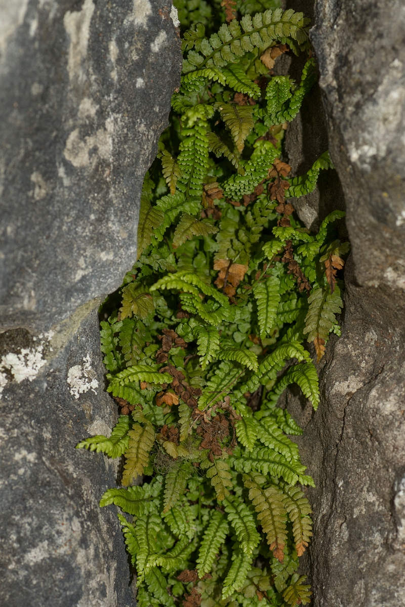 David Plant Photography - Wildlife Photography - Green spleenwort - E.jpg - Green spleenwort - County Durham