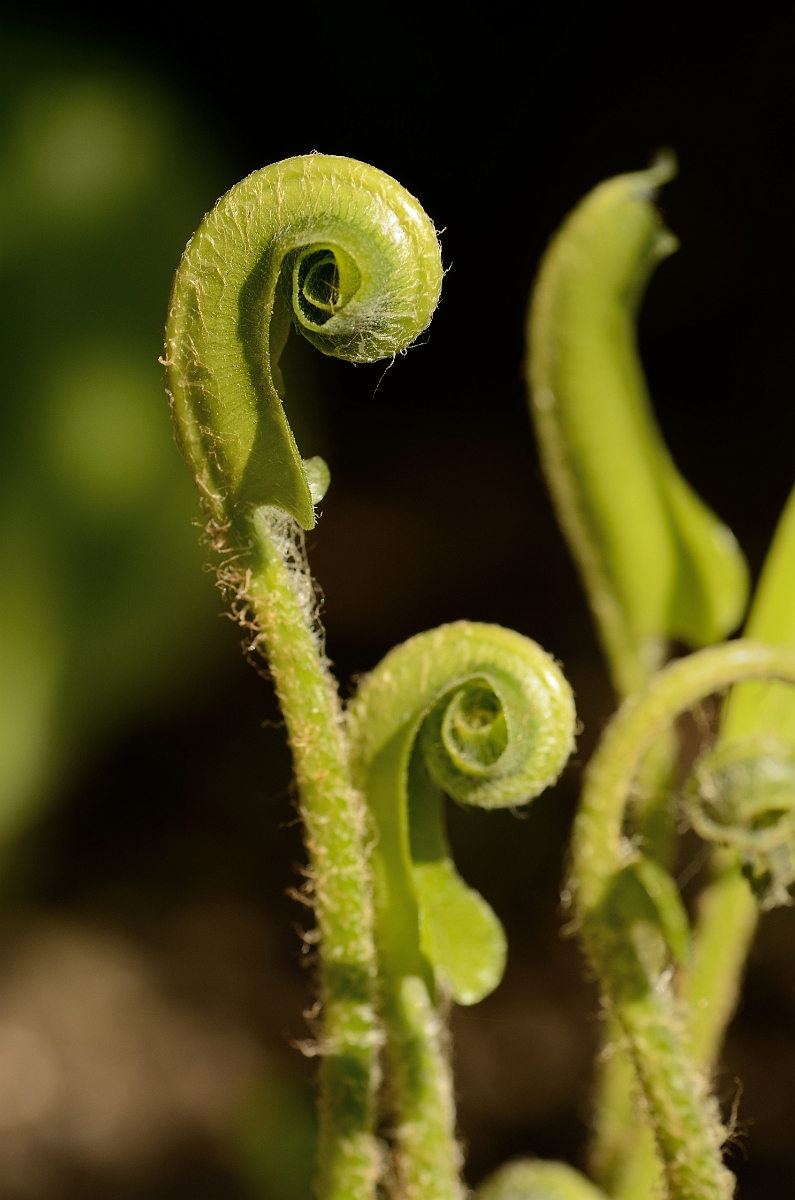 David Plant Photography - Wildlife Photography - Hartstongue fern - A.jpg - Hartstongue fern fronds unfurling - Cotswolds